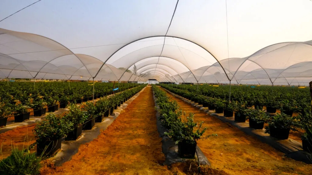 沃太能源助力津巴布韦蓝莓园，实现利润与收成双丰收！