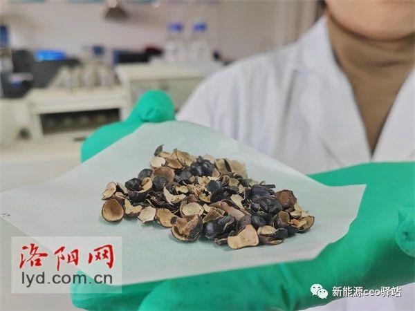 中国首创 洛阳牡丹壳制造钠电池负极材料技术研发成功